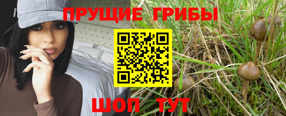 Псилоцибиновые грибы мицелий  Вход с VPN  Холмск 